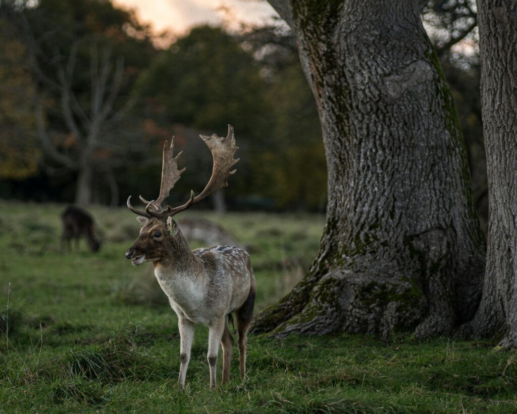 A majestic fallow deer stands under a tree in Dublin's serene Phoenix Park.