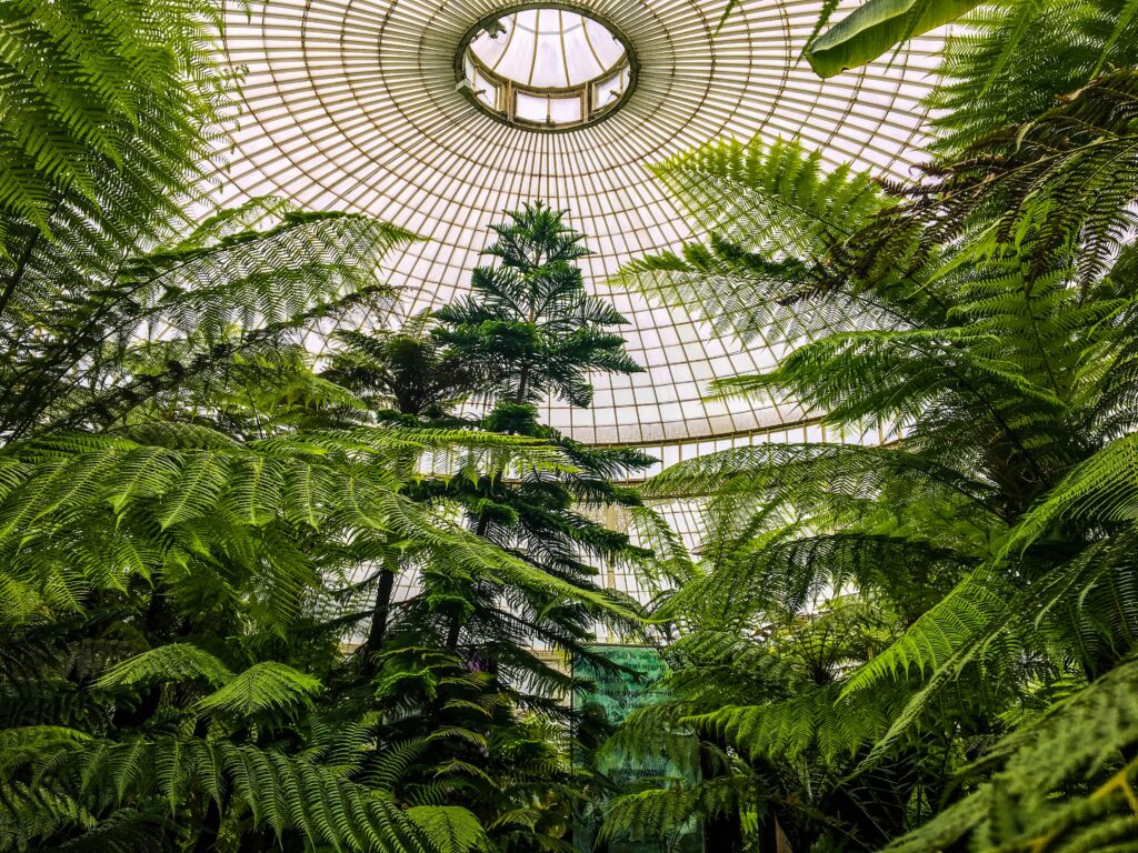 Explore the thriving green ferns and trees beneath a stunning dome in a Scottish botanical garden.